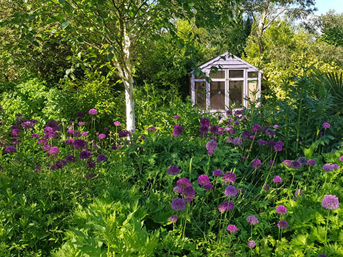 section of Kings Heath Park Garden showing lots of purple aliums